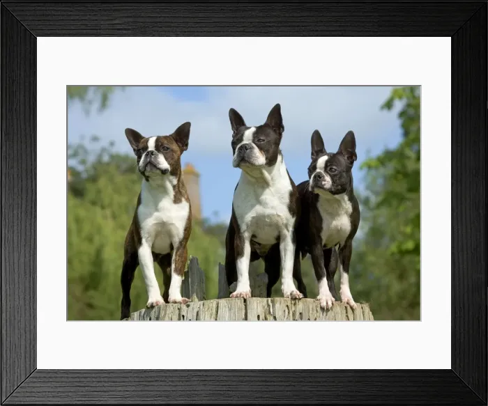 Framed Print : Dog - 3 Boston Terriers Framed Print : Dog - 3 Boston Terriers