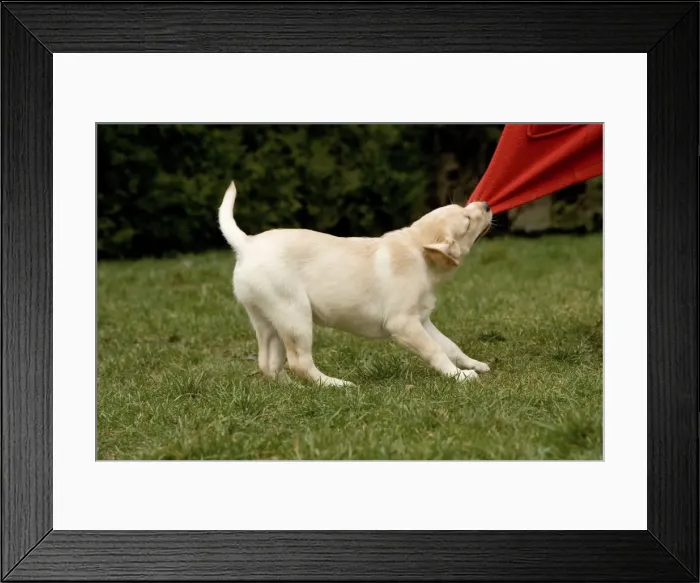 Framed Print : Dog - Labrador puppy tugging on material