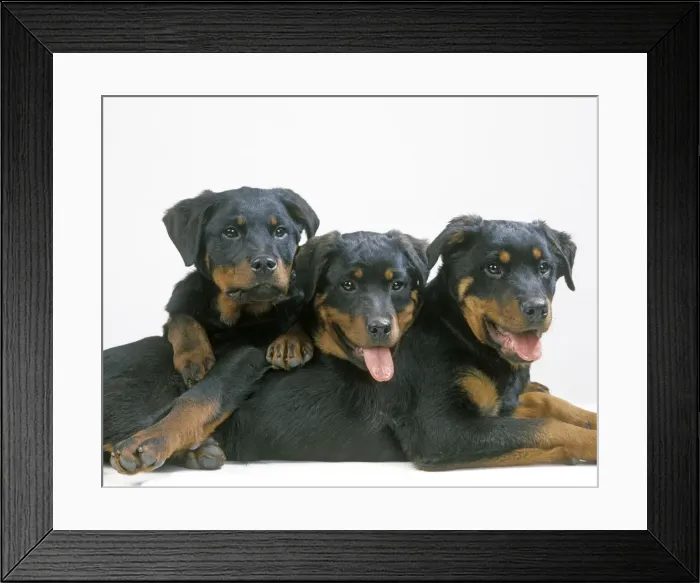Framed Print : Dog - Rottweiler puppies Framed Print : Dog - Rottweiler puppies