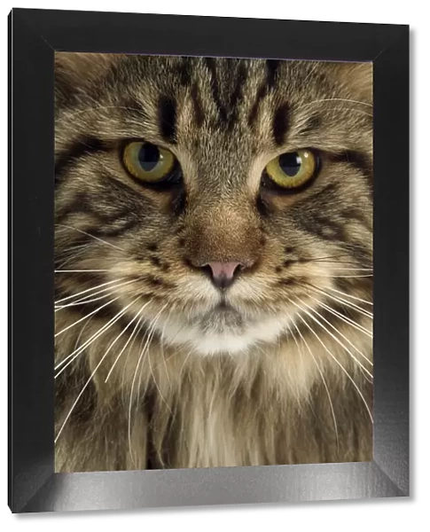 Maine Coon Cat - Brown Tabby, close-up of face