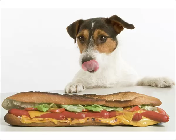 Jack Russell Terrier - looking at sandwich on table
