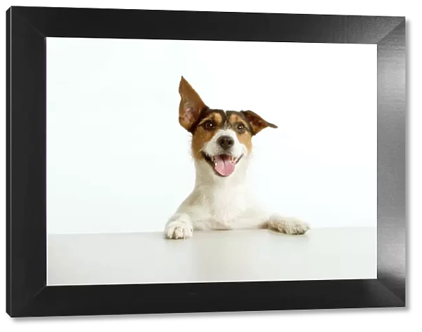 Jack Russell terrier - with front paws on table