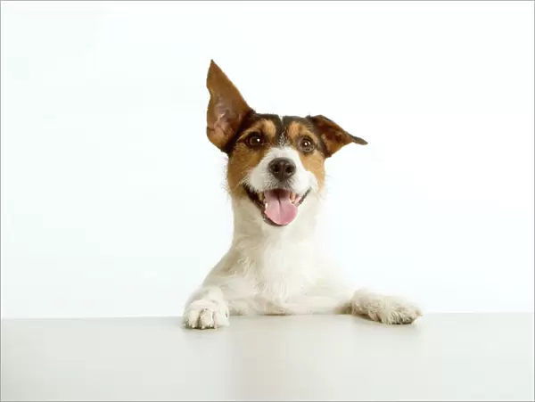 Jack Russell terrier - with front paws on table