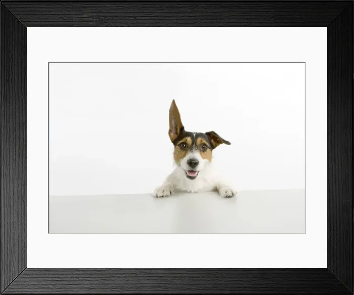 Framed Print : Dog - Jack Russell Terrier - with front paws on table Framed Print : Dog - Jack Russell Terrier - with front paws on table
