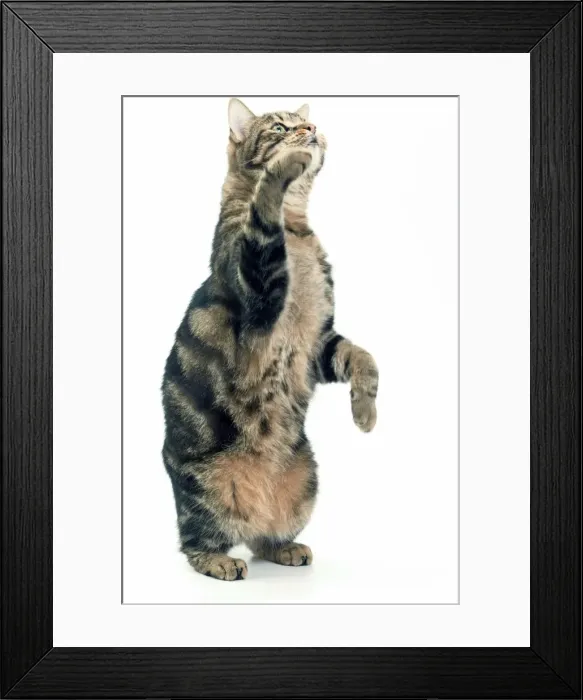 Framed Print : Cat - European Shorthair Brown Tabby Framed Print : Cat - European Shorthair Brown Tabby