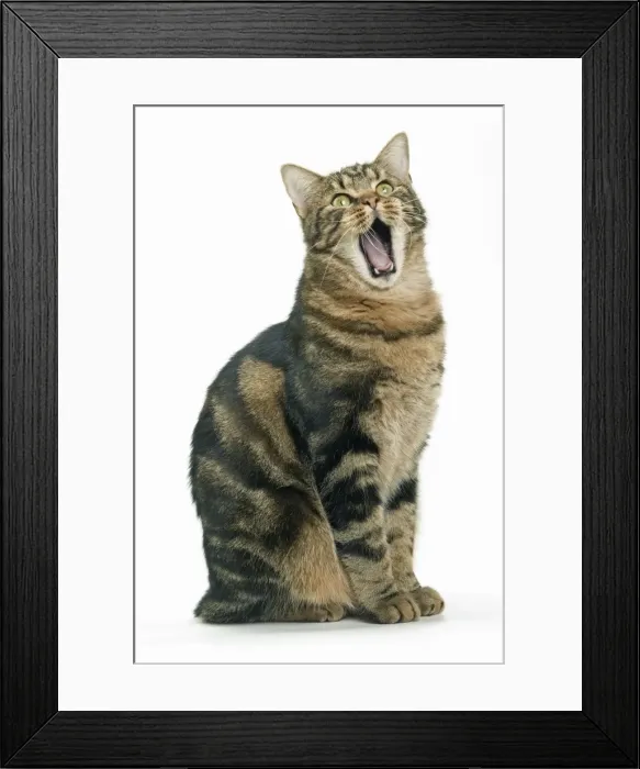 Framed Print : Cat - European Shorthair Brown Tabby, yawning Framed Print : Cat - European Shorthair Brown Tabby, yawning