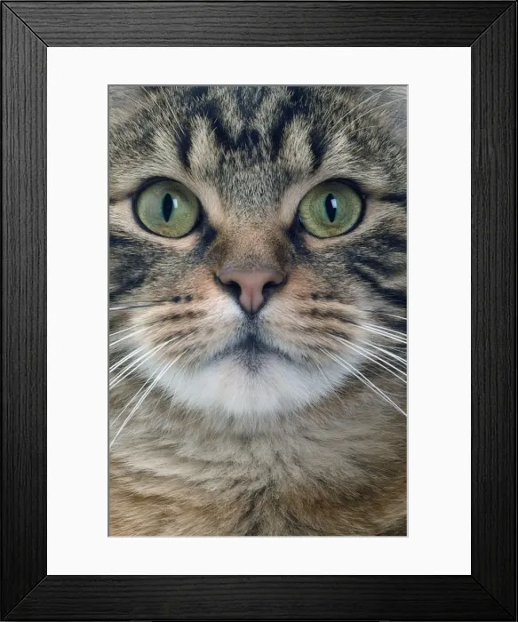 Framed Print : Cat - European Shorthair Brown Tabby Framed Print : Cat - European Shorthair Brown Tabby