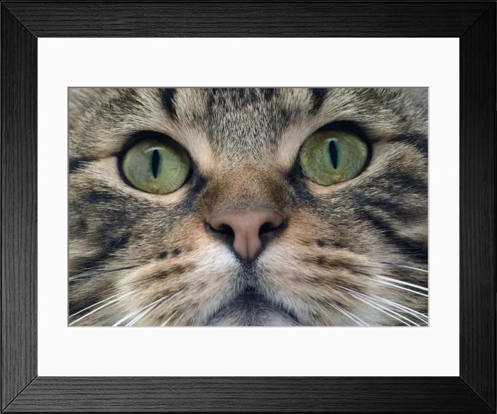 Framed Print : Cat - European Shorthair Brown Tabby Framed Print : Cat - European Shorthair Brown Tabby