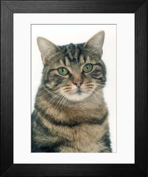 Framed Print : Cat - European Shorthair Brown Tabby Framed Print : Cat - European Shorthair Brown Tabby