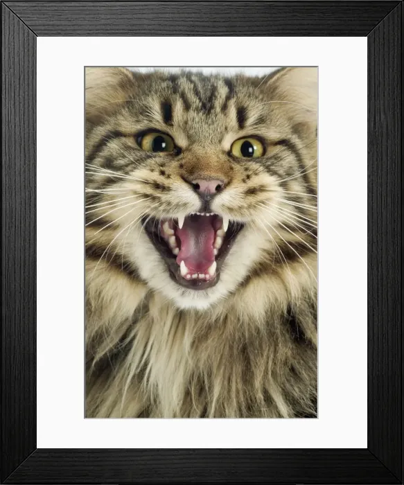 Framed Print : Maine Coon Cat - Longharied Brown Tabby Framed Print : Maine Coon Cat - Longharied Brown Tabby
