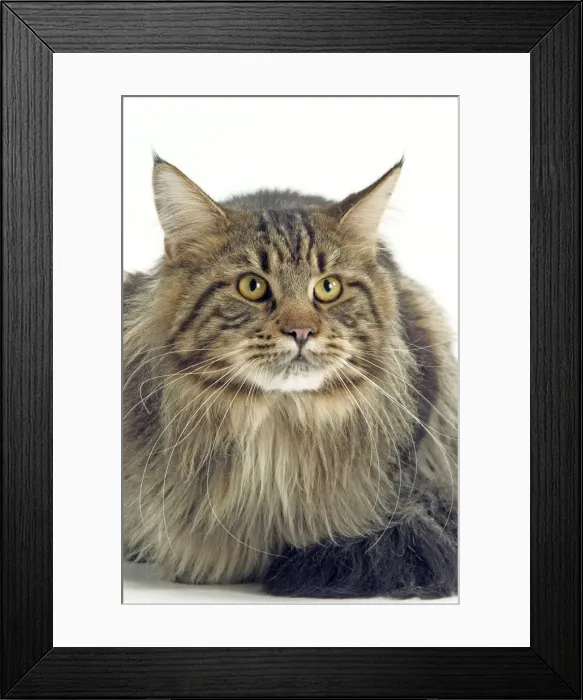 Framed Print : Maine Coon Cat - Longharied Brown Tabby Framed Print : Maine Coon Cat - Longharied Brown Tabby