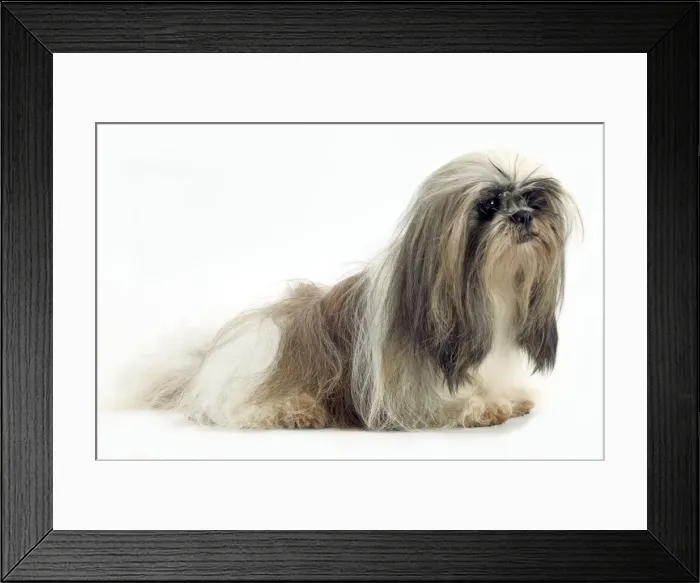 Framed Print : Dog - Lhasa Apso Framed Print : Dog - Lhasa Apso
