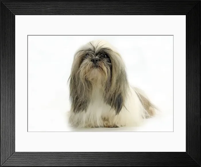 Framed Print : Dog - Lhasa Apso Framed Print : Dog - Lhasa Apso
