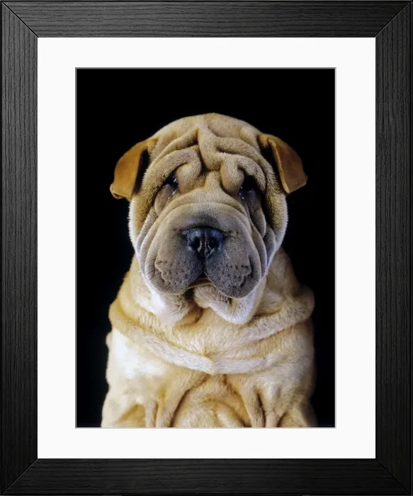 Framed Print : Dog - Sharpei Framed Print : Dog - Sharpei