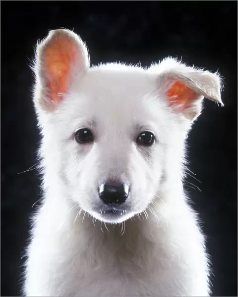 American White Shepherd  /  White German Shepherd  /  Alsatian - puppy