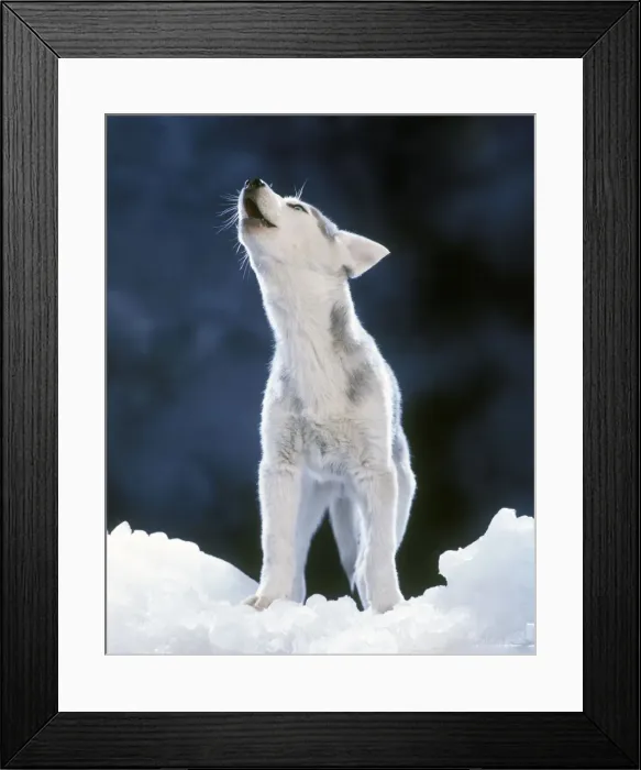 Framed Print : Siberian Husky Dog - howling Framed Print : Siberian Husky Dog - howling