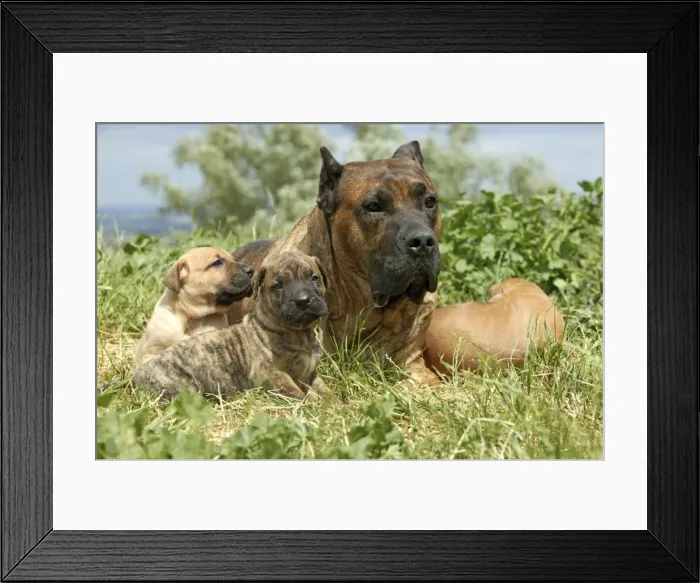 Framed Print : Canary Dog - also know as Perro de Presa Canario - adult with puppies Framed Print : Canary Dog - also know as Perro de Presa Canario - adult with puppies
