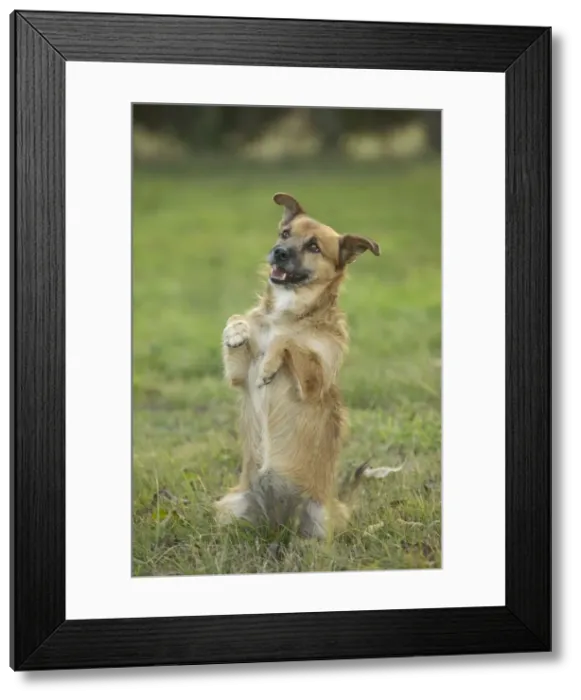 Framed Print : Dog - Mongrel begging, on hind legs Framed Print : Dog - Mongrel begging, on hind legs