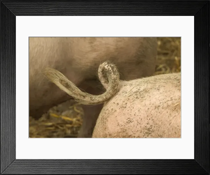 Framed Print : Large White Pig - close-up of tail Framed Print : Large White Pig - close-up of tail