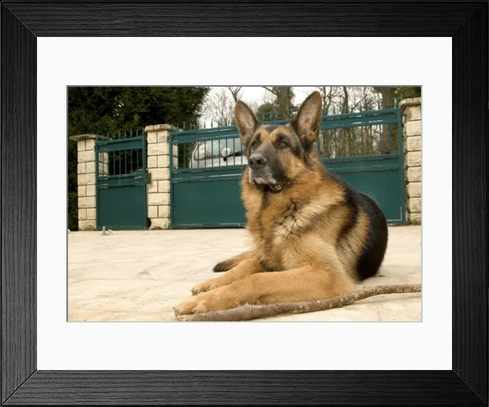 Framed Print : Dog - German Shepherd / Alsatian - lying outstide gates Framed Print : Dog - German Shepherd / Alsatian - lying outstide gates