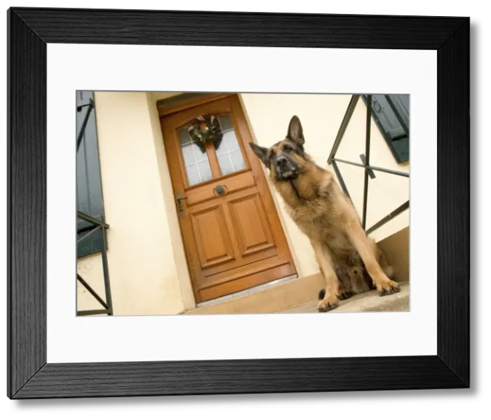 Framed Print : Dog - German Shepherd / Alsatian - sitting outside front door Framed Print : Dog - German Shepherd / Alsatian - sitting outside front door
