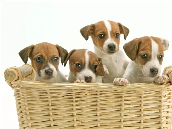 Dog - Jack Russell Terrier - four puppies in basket