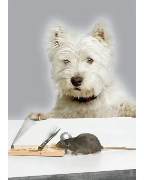 Dog and Rat - West Highland Terrier watching rat and mouse-trap. Manipulated Image