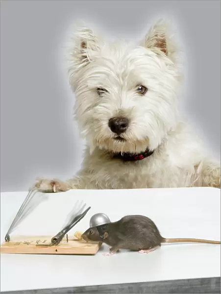 Dog and Rat - West Highland Terrier watching rat and mouse-trap. Manipulated Image