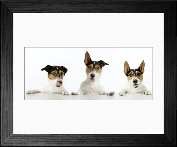 Framed Print : Dog - Jack Russell Terriers. Three in a row Not available as postcard Framed Print : Dog - Jack Russell Terriers. Three in a row Not available as postcard