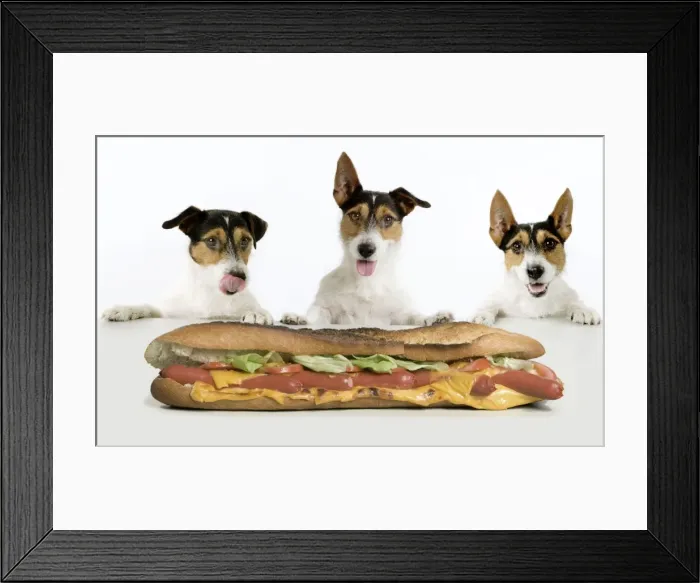 Framed Print : Dog - Jack Russell Terriers. Three in a row dribbling at hot-dog baguette Framed Print : Dog - Jack Russell Terriers. Three in a row dribbling at hot-dog baguette