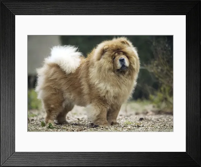 Framed Print : Chow Chow. LA-2096. Chow Chow - standing, side view