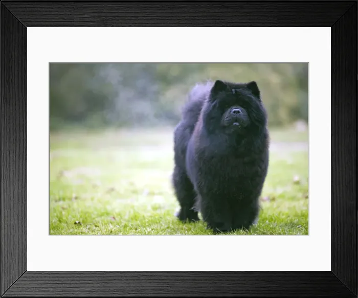 Framed Print : Chow Chow - with steam coming off fur Framed Print : Chow Chow - with steam coming off fur