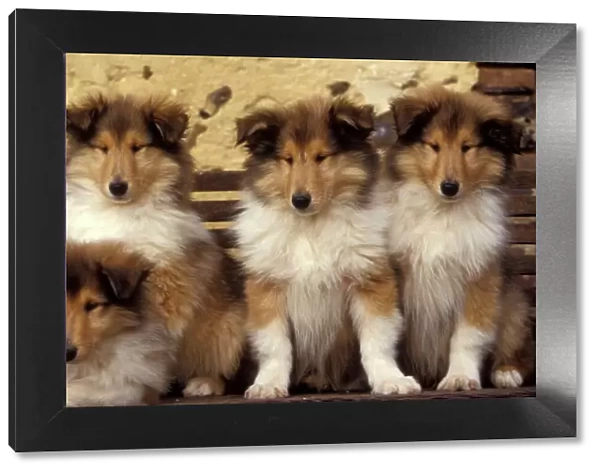 Collie Dogs - four puppies