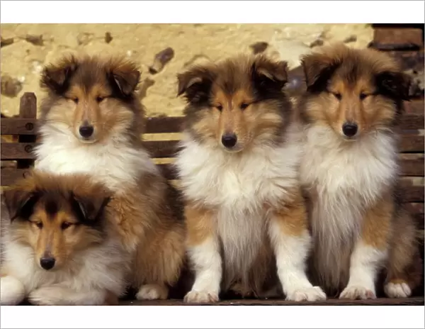 Collie Dogs - four puppies