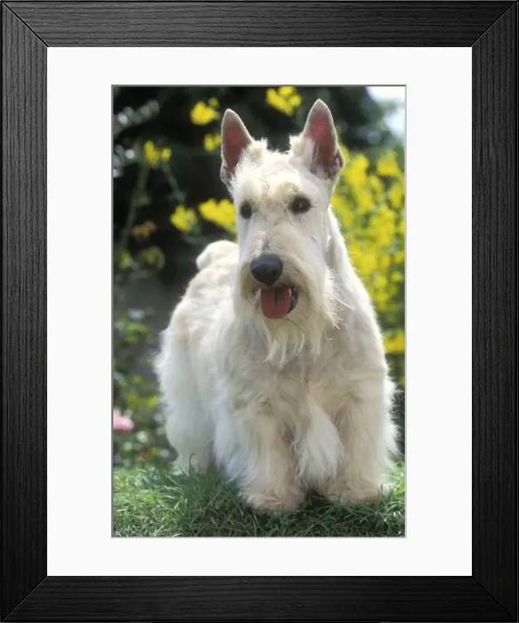 Framed Print : Scottish Terrier - also know as Aberdeen Terrier Framed Print : Scottish Terrier - also know as Aberdeen Terrier