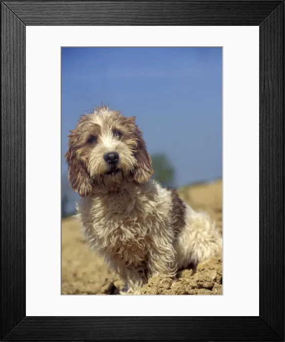 Framed Print : Petit Basset Griffon vendeen Framed Print : Petit Basset Griffon vendeen
