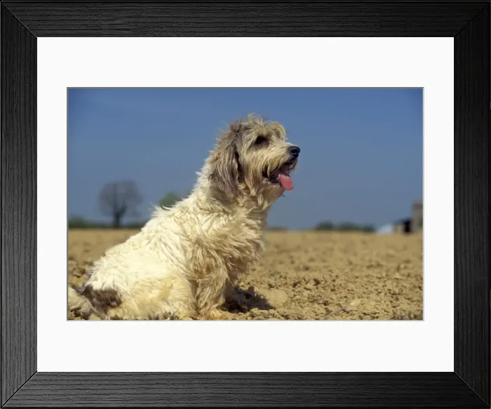 Framed Print : Petit Basset Griffon vendeen Framed Print : Petit Basset Griffon vendeen