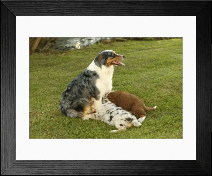 Framed Print : Australian Shepherd Dog - with two puppies suckling Framed Print : Australian Shepherd Dog - with two puppies suckling