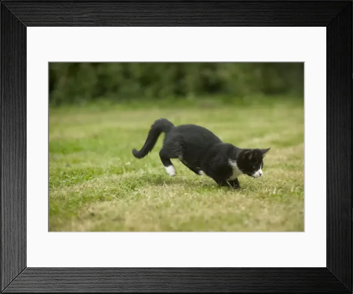 Framed Print : Black and White Cat - pouncing Framed Print : Black and White Cat - pouncing