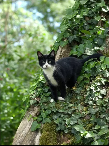 Black and White Cat - in tree