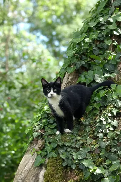 Black and White Cat - in tree