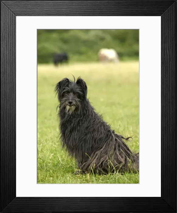 Framed Print : Pyrenean Sheepdog Framed Print : Pyrenean Sheepdog