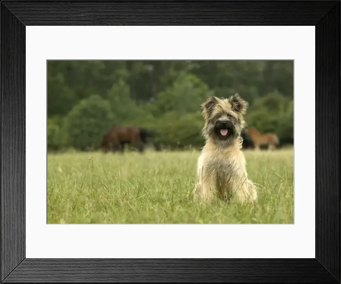 Framed Print : Pyrenean Sheepdog Framed Print : Pyrenean Sheepdog