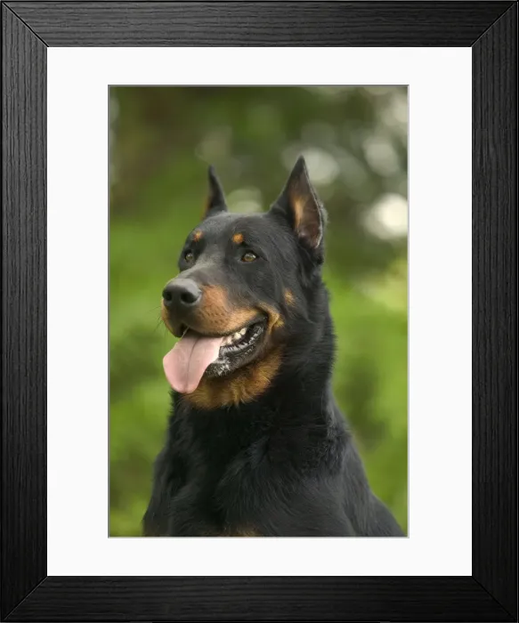 Framed Print : Beauceron / Bas Rouge / Berger de Beauce Framed Print : Beauceron / Bas Rouge / Berger de Beauce