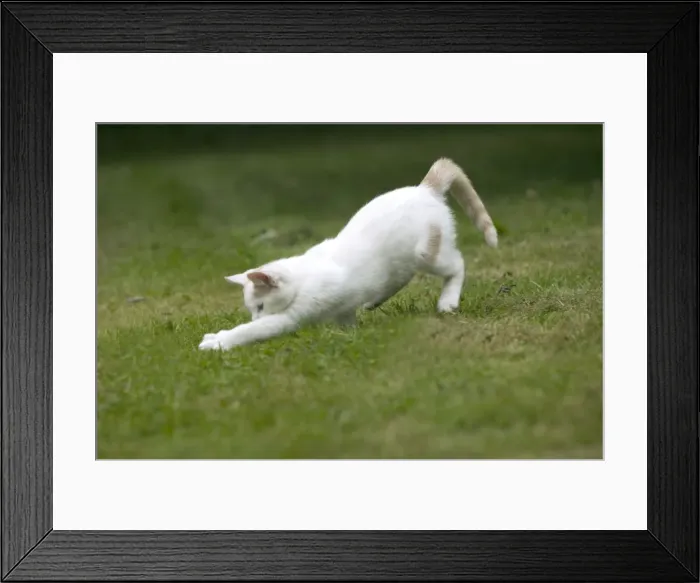 Framed Print : White Cat - pouncing Framed Print : White Cat - pouncing