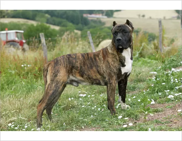 Canary Dog - Male with cropped ears. Also know as Perro de Presa Canario