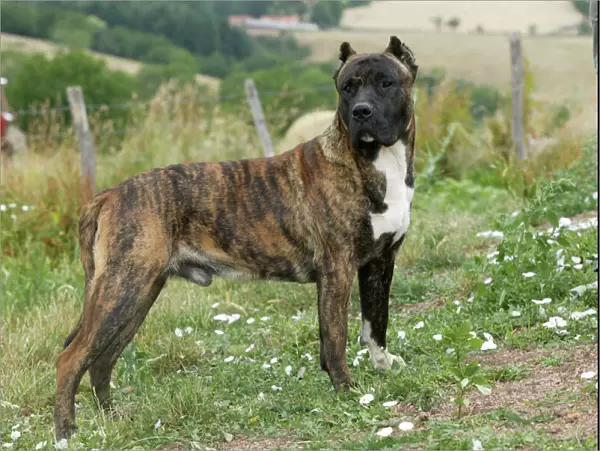 Canary Dog - Male with cropped ears. Also know as Perro de Presa Canario