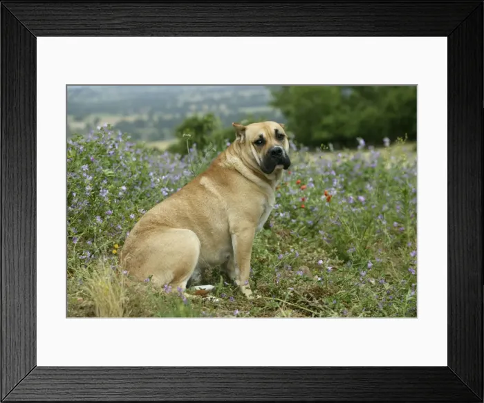 Framed Print : Canary Dog - cropped ears. Also know as Perro de Presa Canario Framed Print : Canary Dog - cropped ears. Also know as Perro de Presa Canario