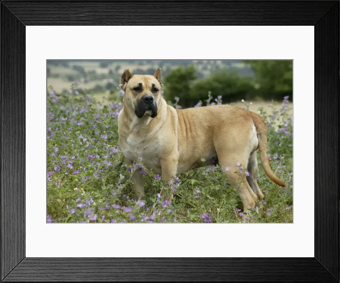 Framed Print : Canary Dog - cropped ears. Also know as Perro de Presa Canario Framed Print : Canary Dog - cropped ears. Also know as Perro de Presa Canario