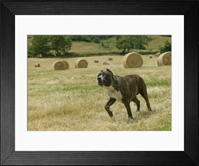 Framed Print : Canary Dog - cropped ears. Also know as Perro de Presa Canario Framed Print : Canary Dog - cropped ears. Also know as Perro de Presa Canario